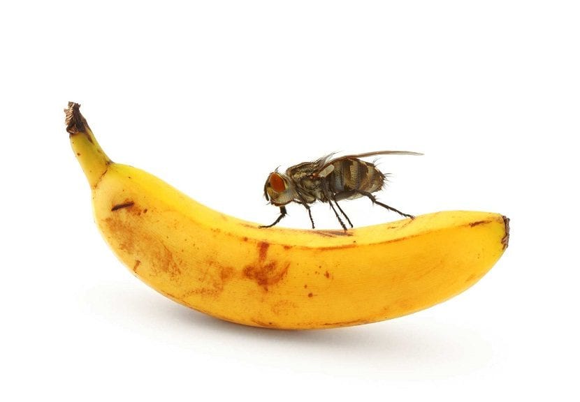 Prevén la mosca de la fruta con vinagre