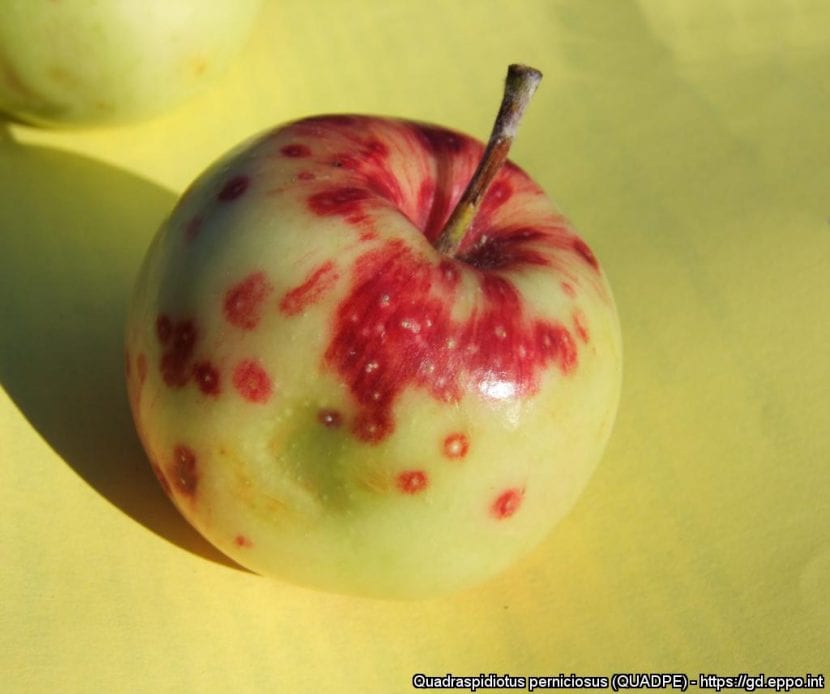 Manzana infestada