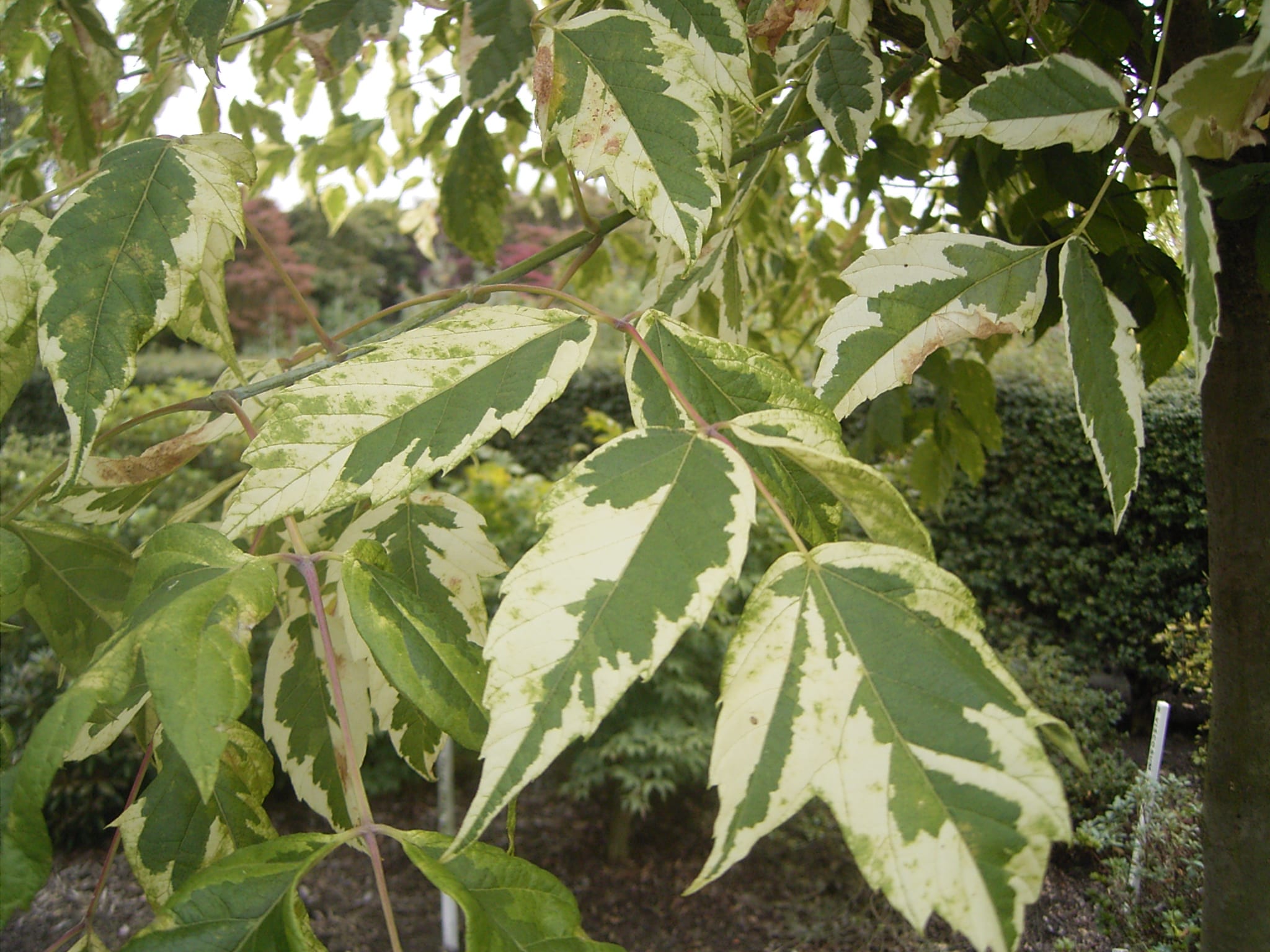 Hojas variegadas de Acer negundo cultivar Aureomarginatum