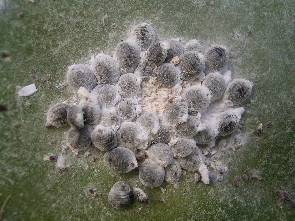 Cochinilla algodonosa