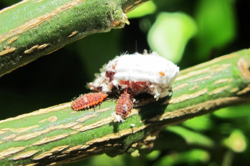 Larvas de cochinilla algodonosa