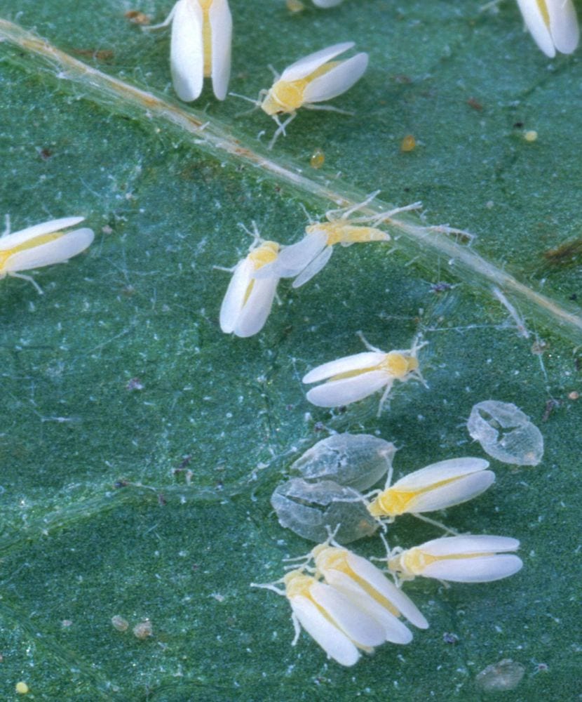 Mosca blanca