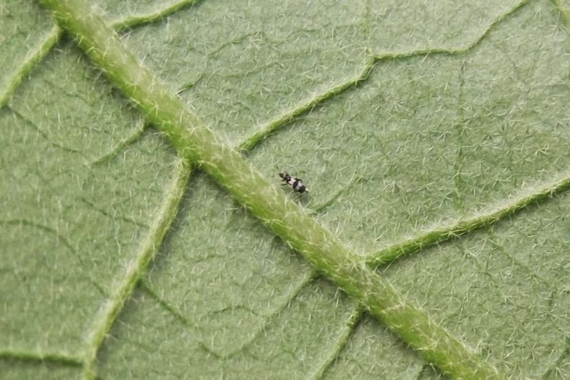 Trips, una plaga que puede afectar al bananero