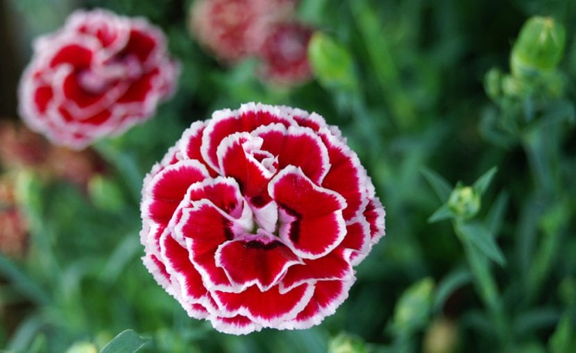 Flores del Dianthus caryophyllus