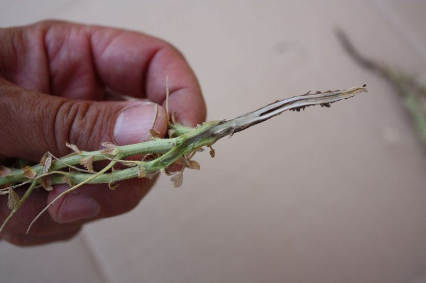 Planta enferma de Fusarium