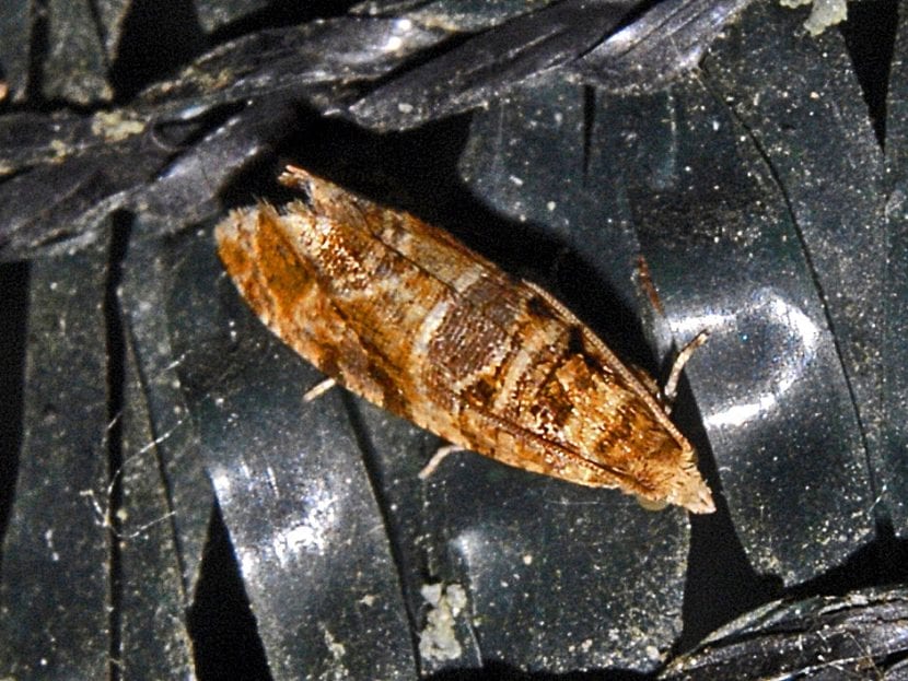 Lobesia botrana