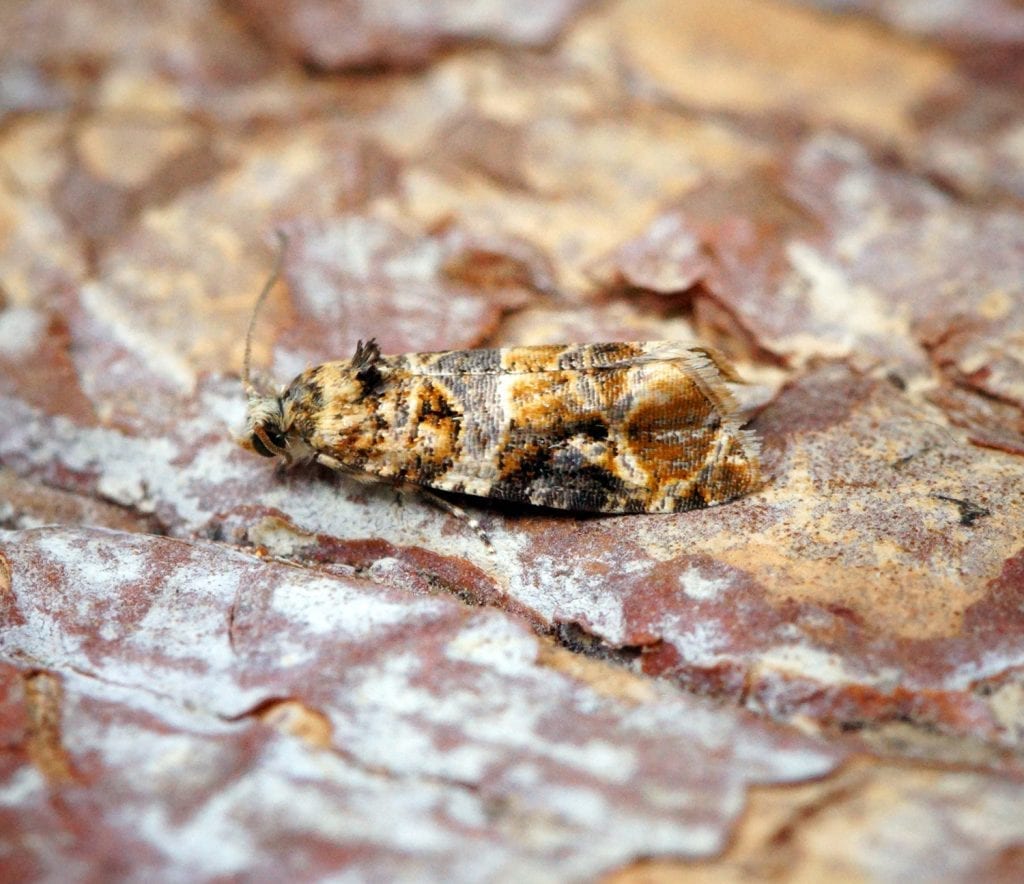 Polilla del racimo