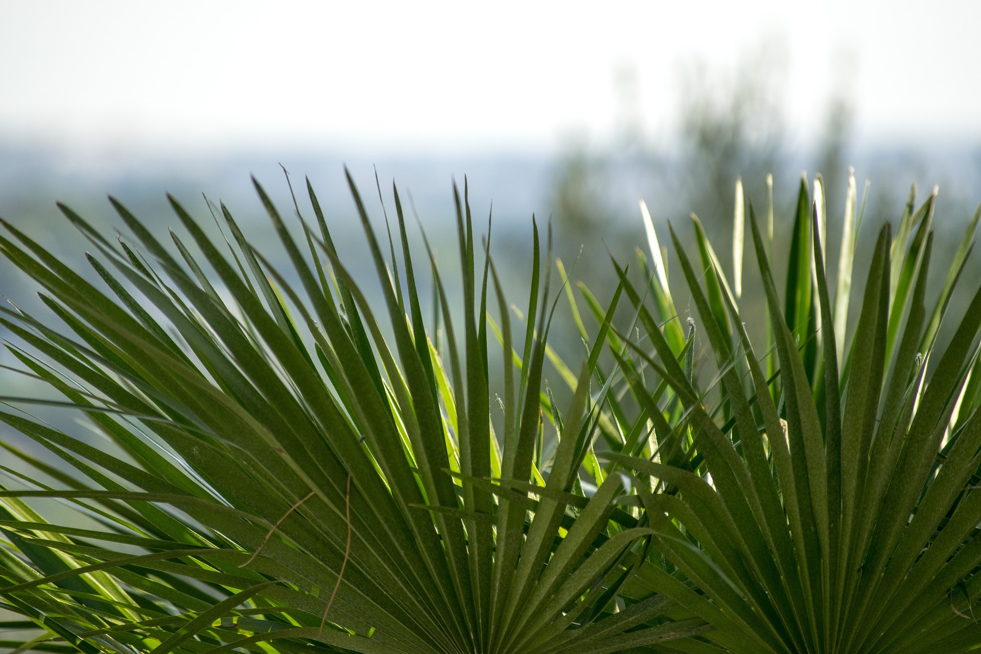 Las palmeras son verdes por lo general