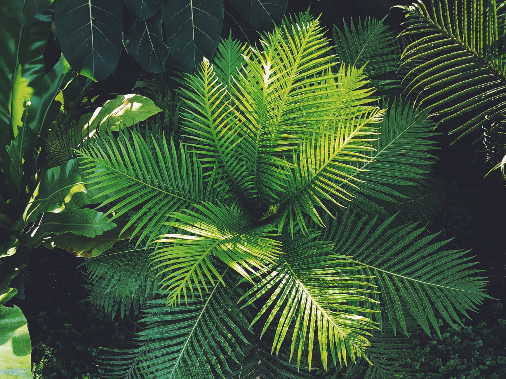 Las plantas suelen tener las hojas verdes