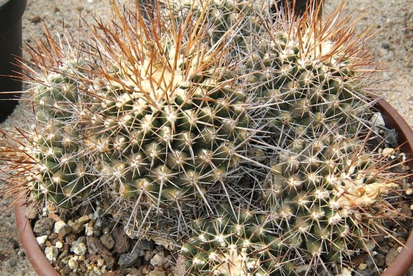 Ejemplar de Thelocactus tulensis