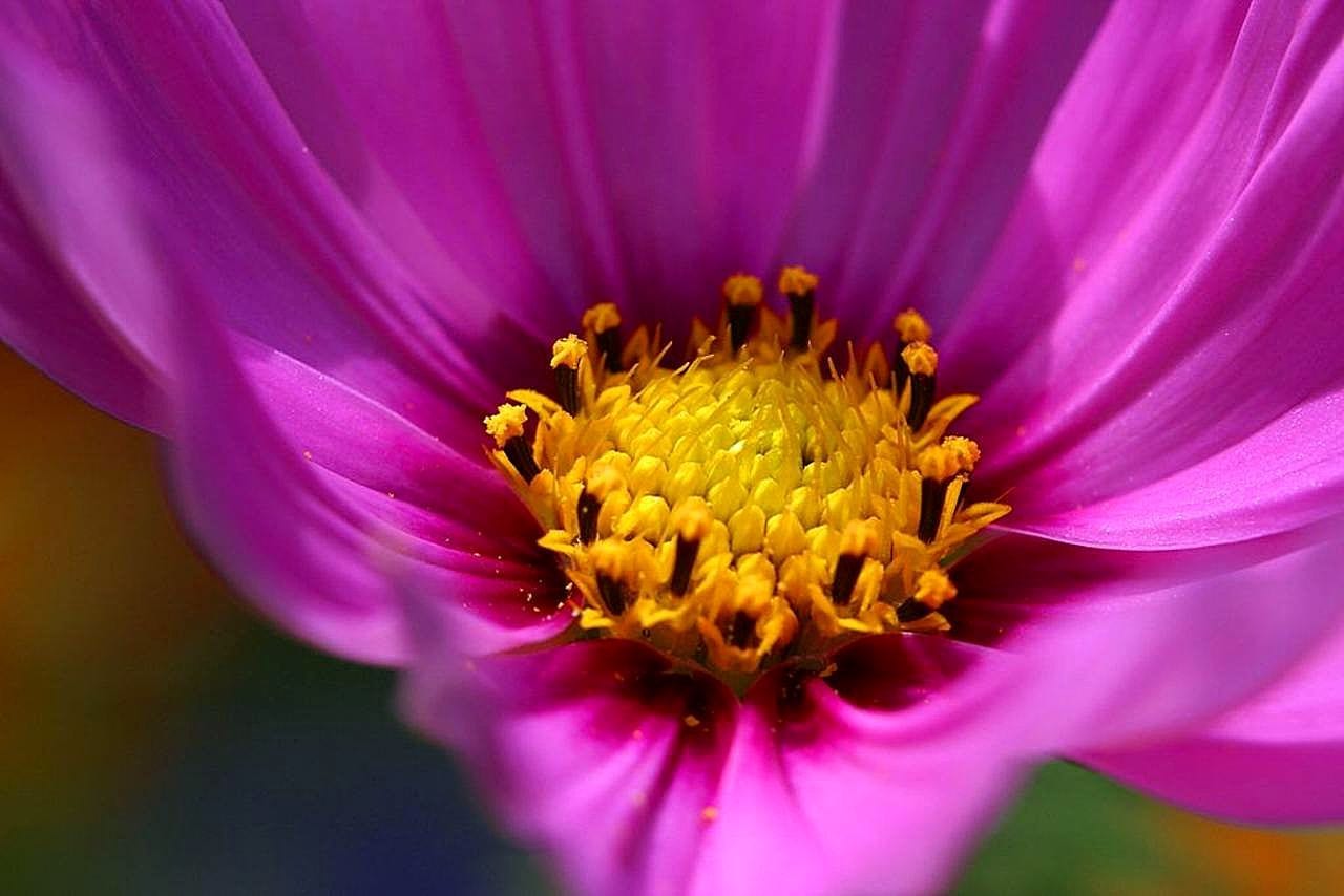 Prevención de enfermedades en las plantas del jardín