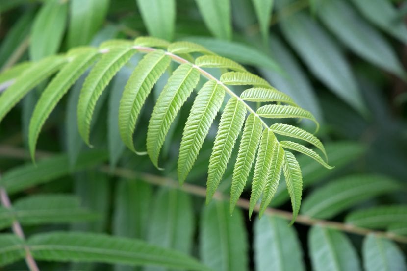 Hoja de árbol