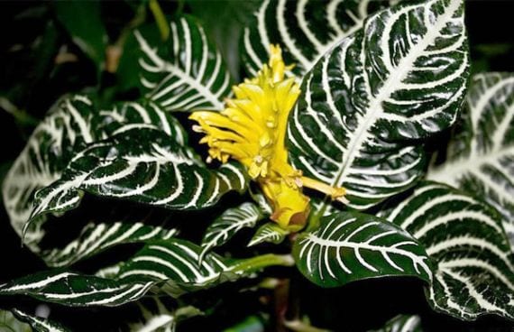 Asphelandra