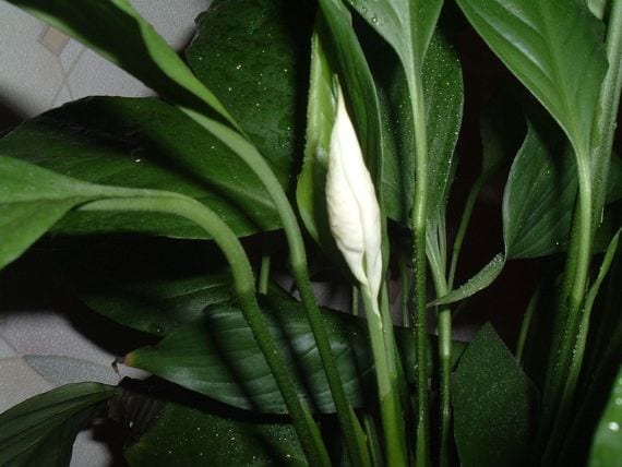 Spatiphyllum