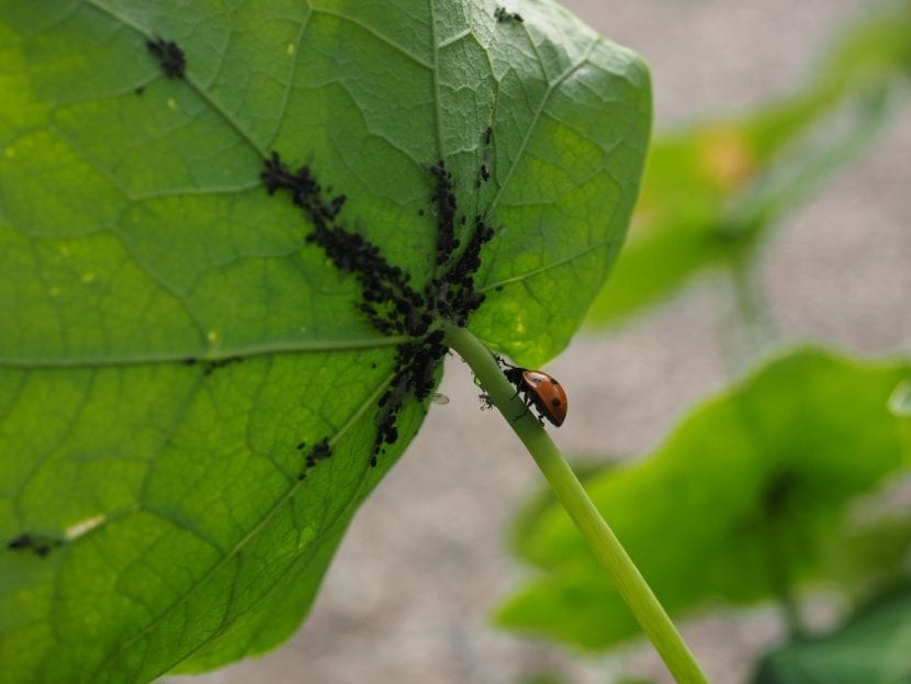 Mariquita depredando pulgones sobre una hoja