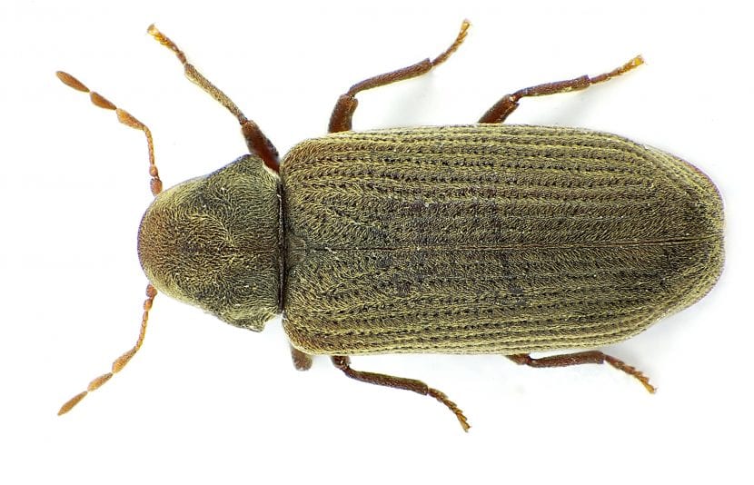 Insecto que causa la carcoma