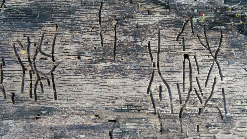 Túneles hechos por el gusano de la madera