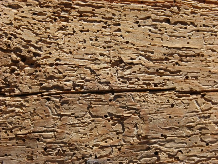 Madera carcomida