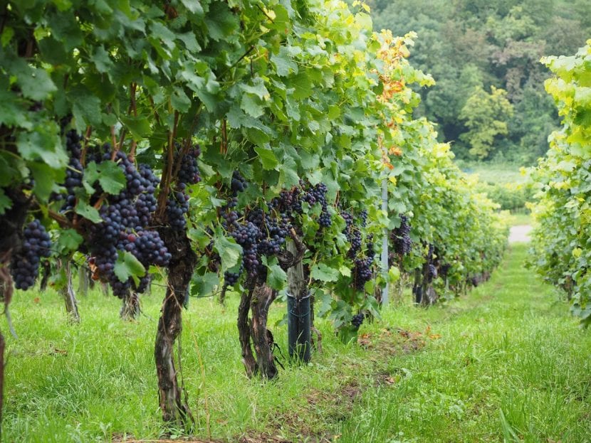 Plantación de vid