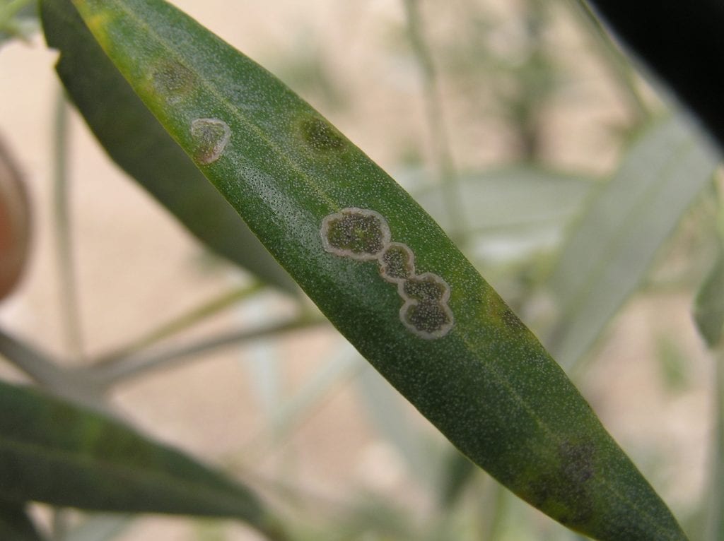 Repilo del olivo: síntomas, tratamiento con cobre y prevención