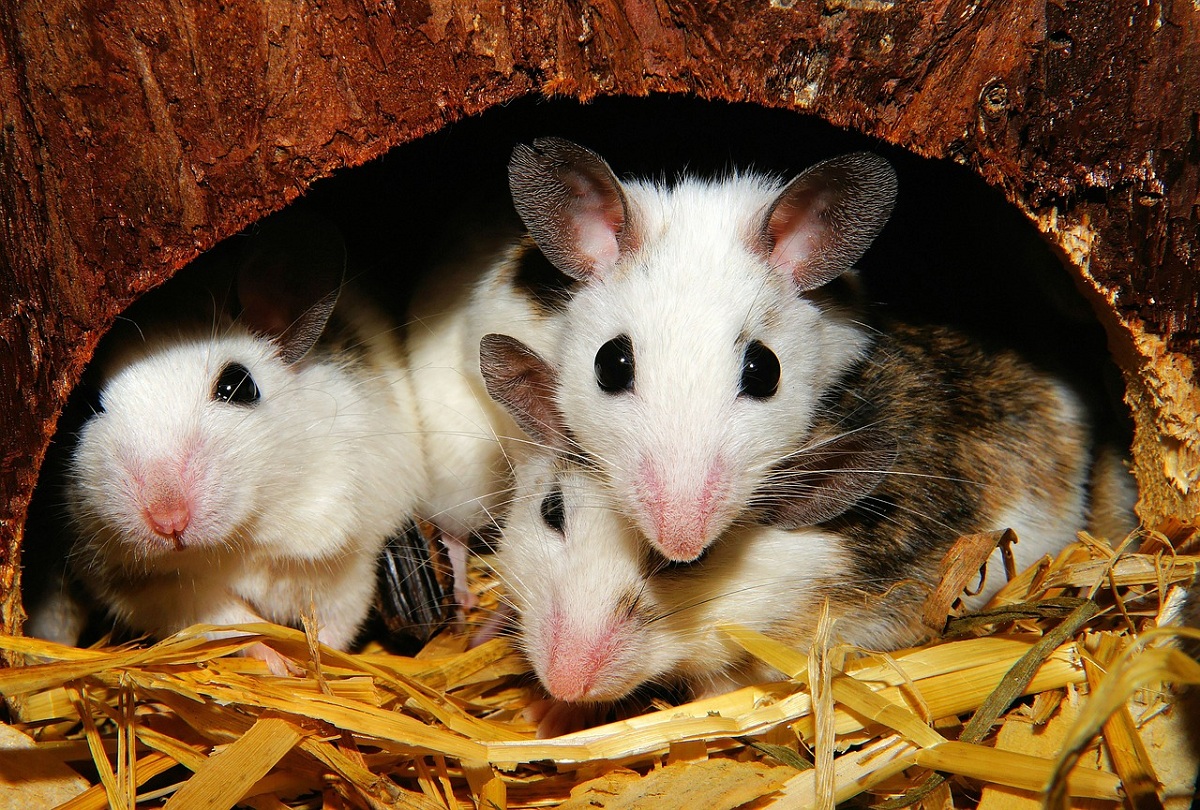 Crías de ratas y ratones