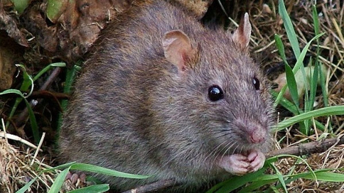 ratas y ratones
