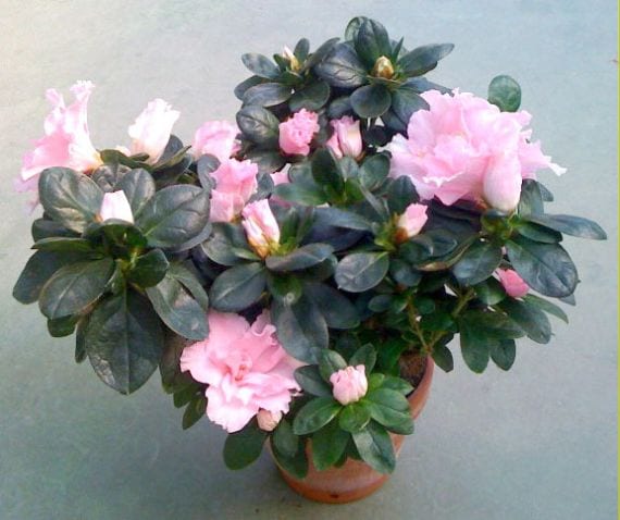 Azalea