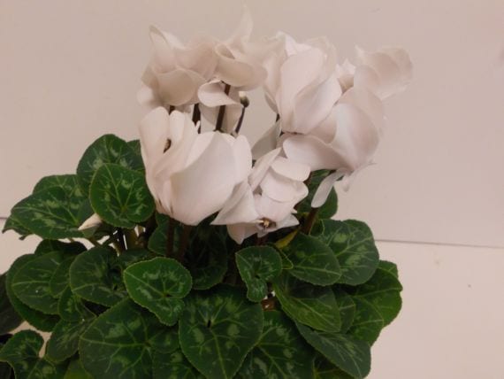 Cyclamen