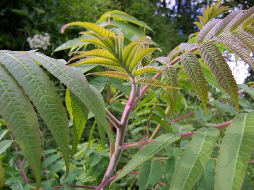 Hojas de Rhus typhina