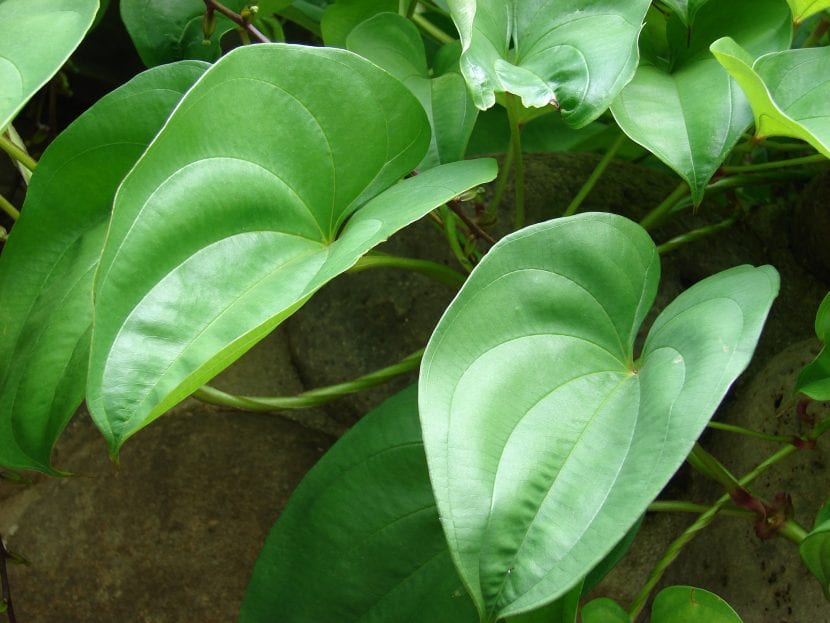 Hojas de la planta Dioscorea