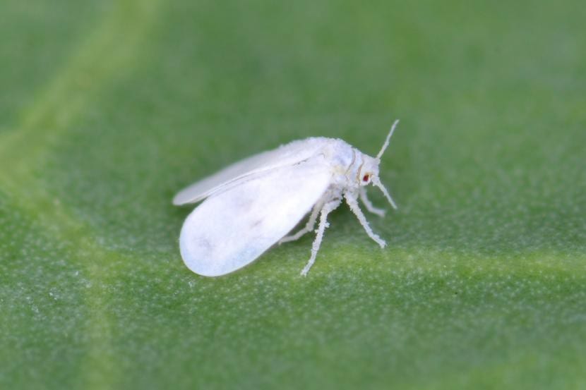 Mosca blanca, una plaga que afecta a la Koelreutia paniculata