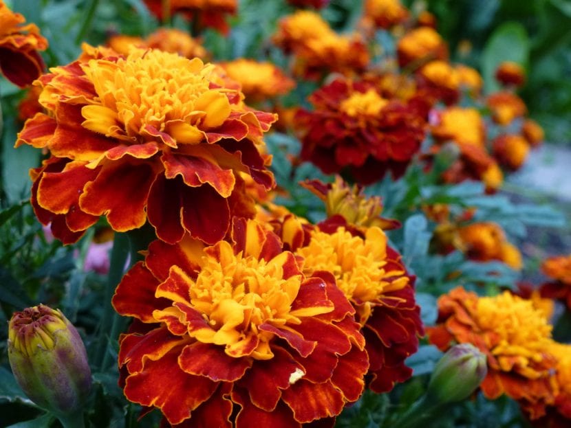 Tagetes patula o damasquina