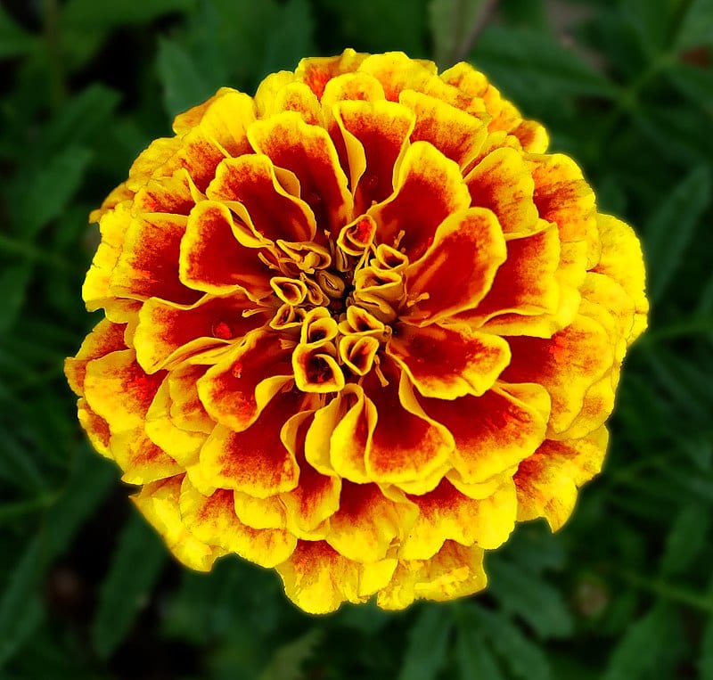 Tagetes patula es una especie de clavel chino