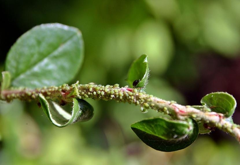 Pulgones instalados sobre el tallo de una planta