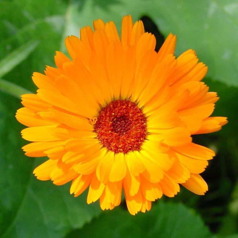 Calendula officinalis, una de las primeras en florecer