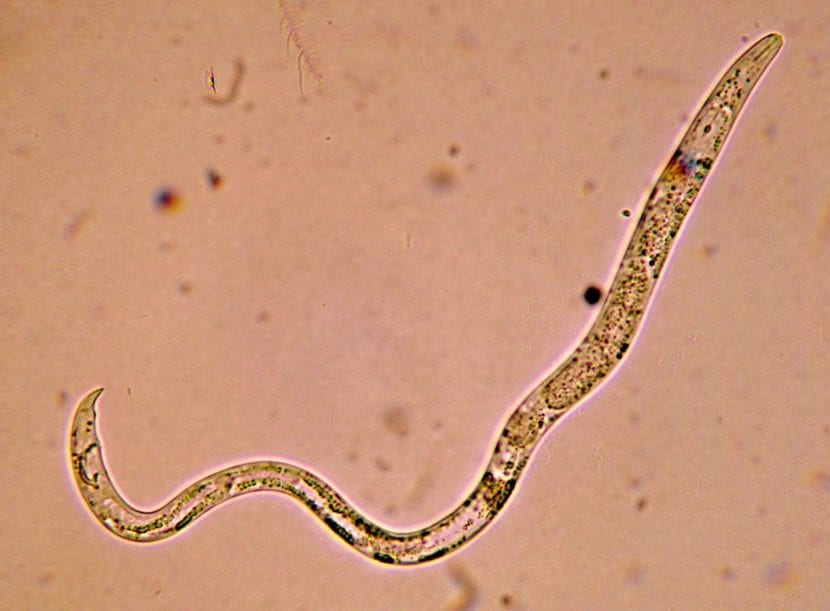 Nematodo visto por el microscopio