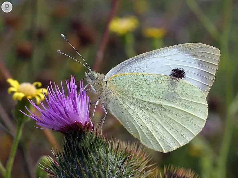 La mariposa de la col que tiene como nombre científico Pieris brassicae