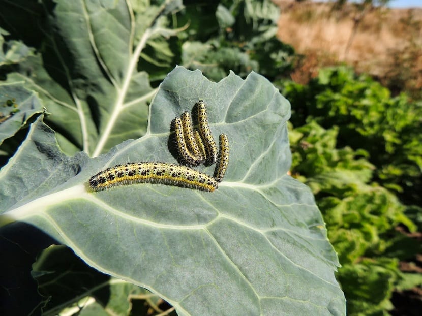eliminar o prevenir la mariposa de la col