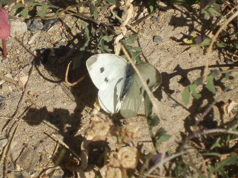 Tratamiento para eliminar la mariposa de la col