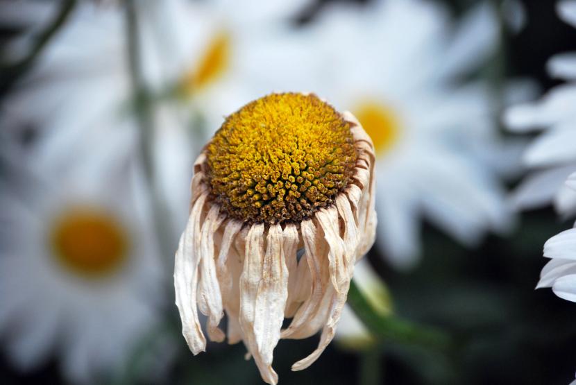 Flor marchita