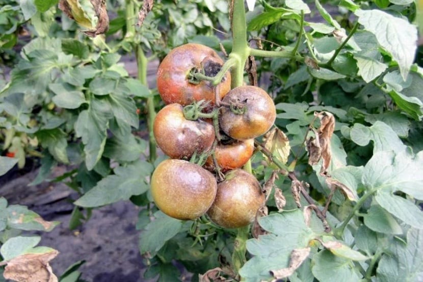 tomate afectado