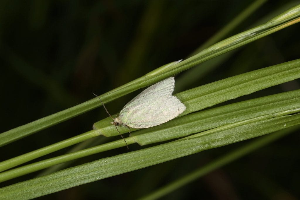 Tortrix viridana, un insecto que defolia a los Quercus