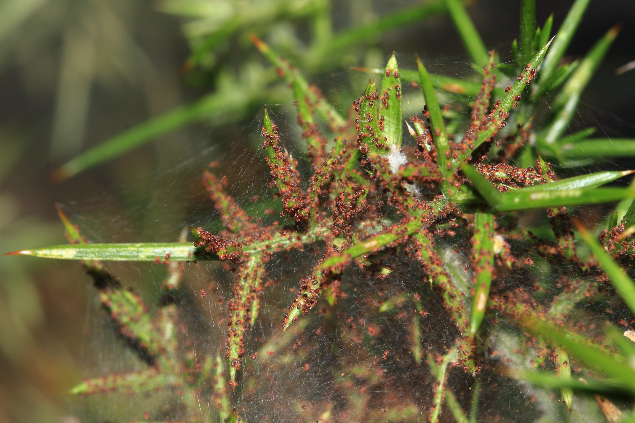 La araña roja es una plaga muy común