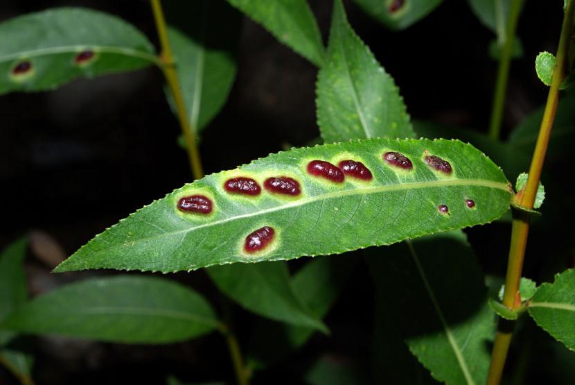 Agallas