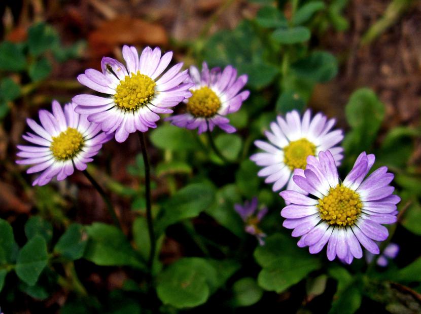 Flores