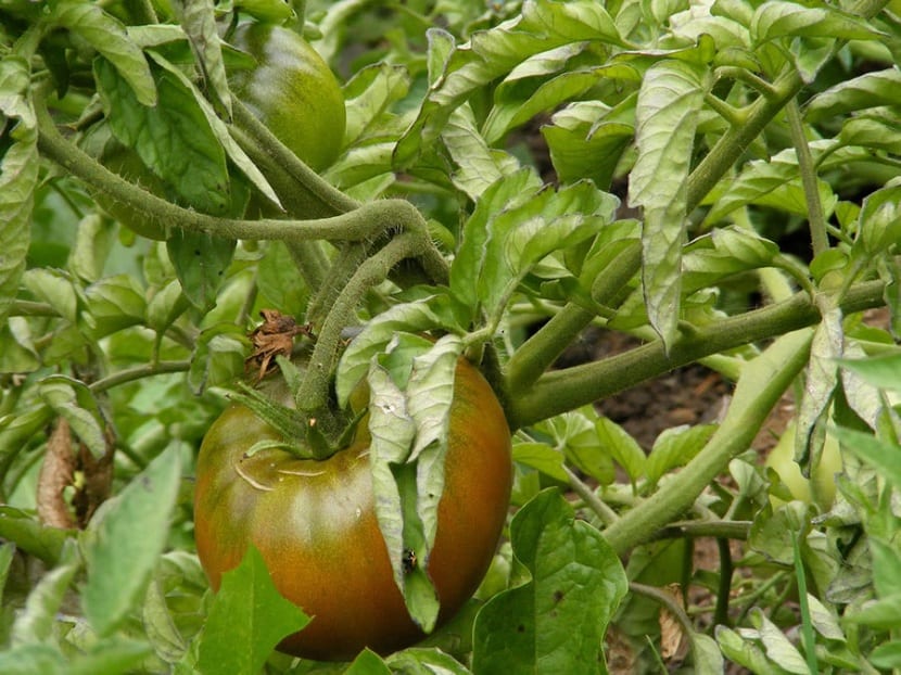 control biologico de la tuta del tomate