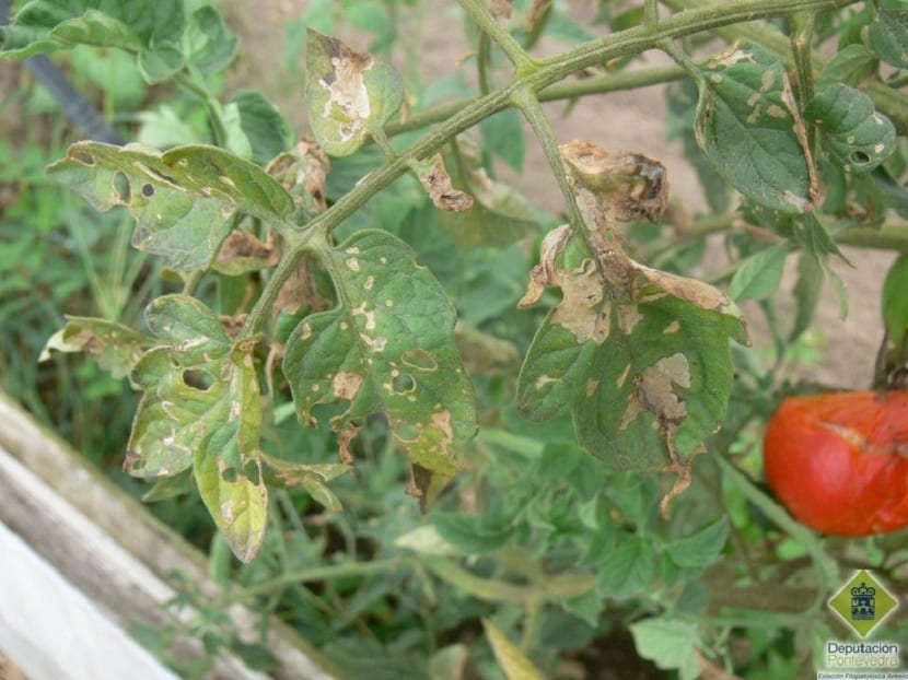 daños de la tuta del tomate