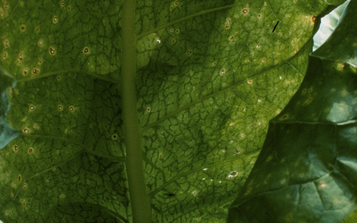 hoja de tabaco que se encuentra enferma