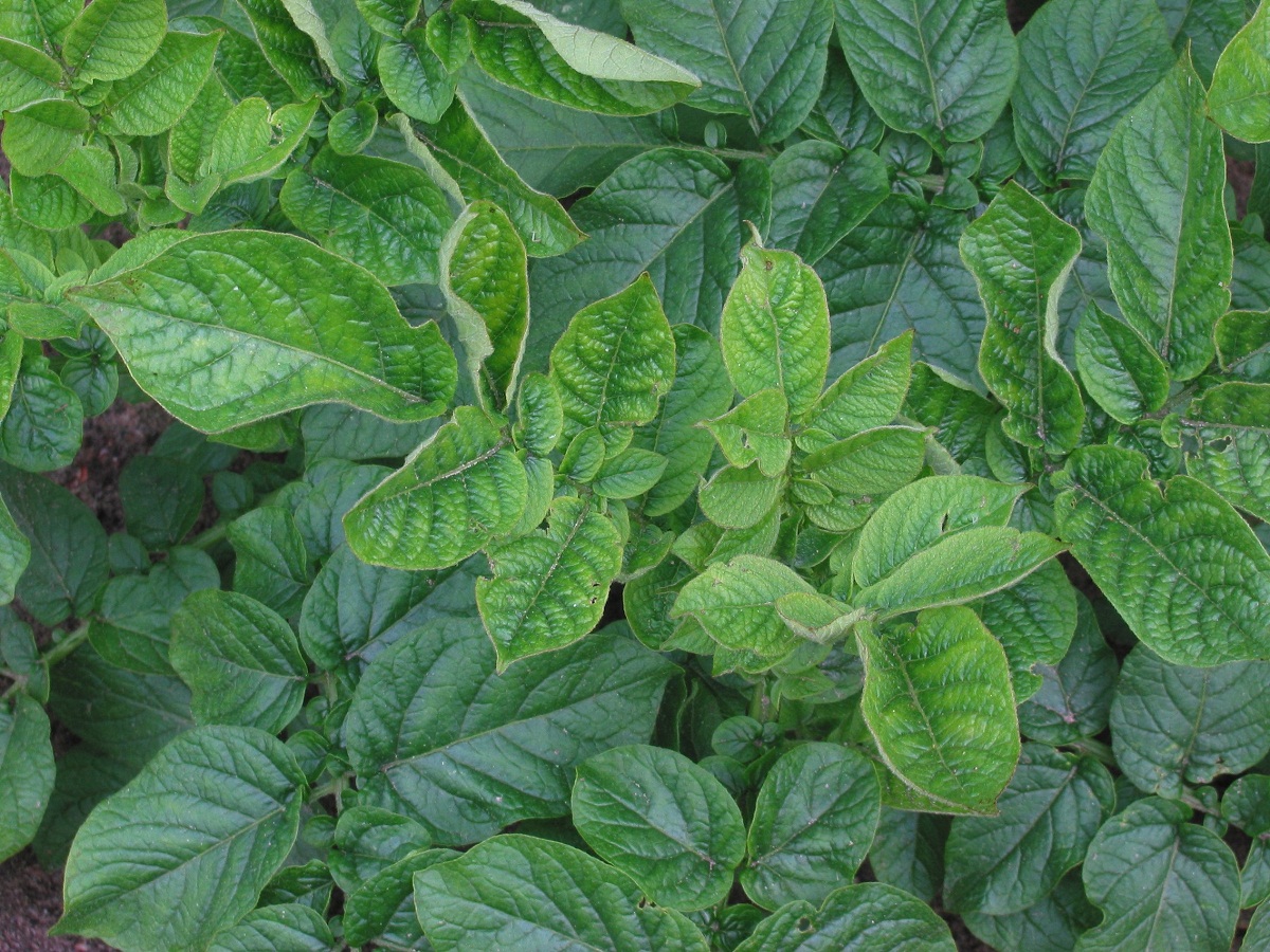 hojas de una plantacion de tabaco cualquiera