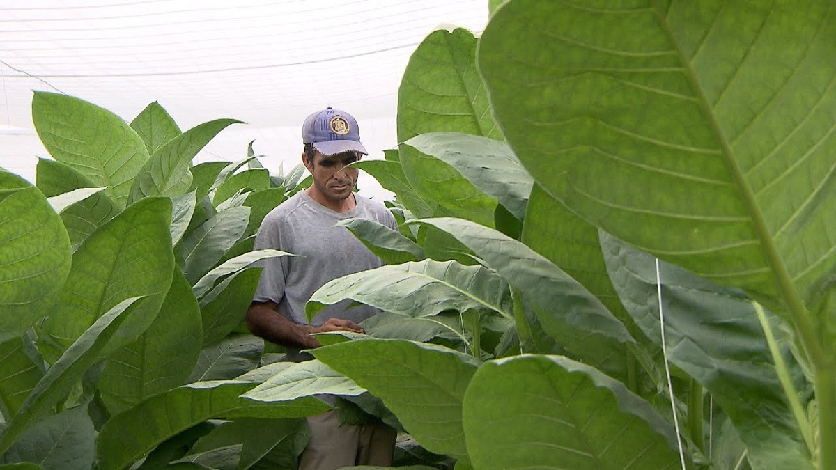 hombre dentro de plantacion de tabaco mirando las hojas